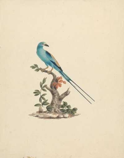 Coracias abyssinicus (Abessinian Roller) tekijältä James Bruce