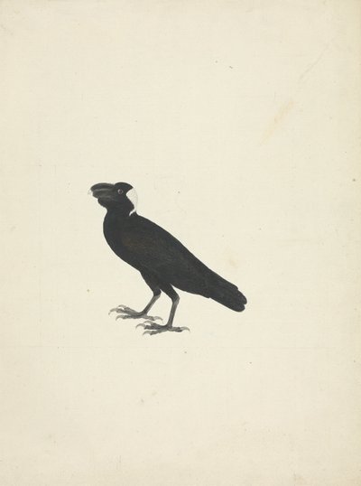 Corvs crassirostris (Paksunokkakorppi) tekijältä James Bruce