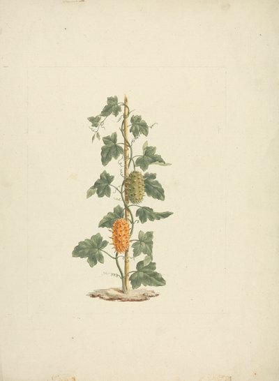 Cucumis metuliferus Naud (villikurkku): valmis piirros tekijältä James Bruce
