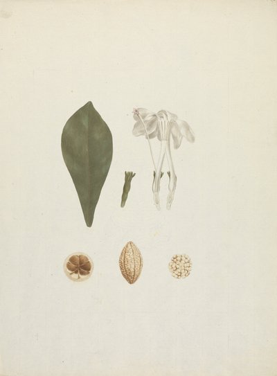 Gardenia ternifolia Schum.& Thonn. (Jovis-Tonantis): valmis piirros, jossa on lisäyksityiskohtia hedelmästä tekijältä James Bruce