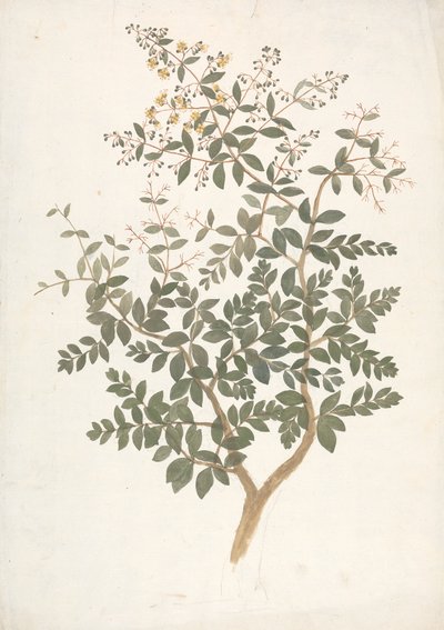 Lawsonia inermis L. (Henna): desenho finalizado de um broto frondoso em flor tekijältä James Bruce