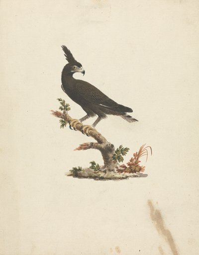 Lophaetus occipitalis (Águia de crista longa) finlandesa tekijältä James Bruce