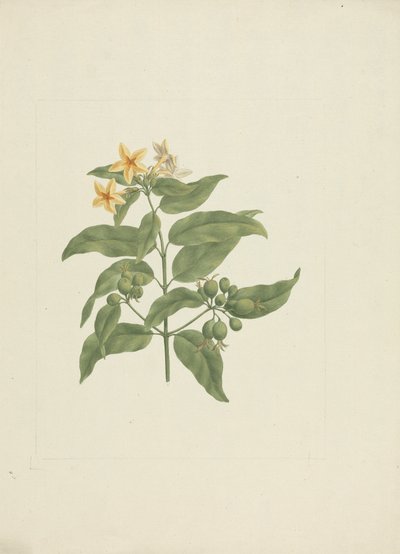 Mussaenda arcuata Lam. entinen Poir. : valmis piirustus ilman yksityiskohtia tekijältä James Bruce