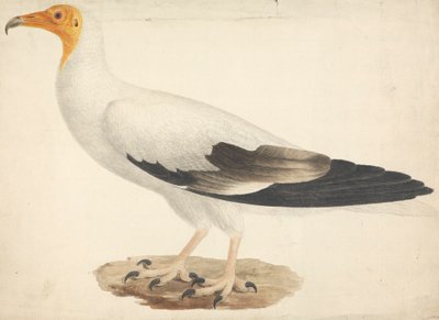 Neophron percnopterus (egyptiläinen korppikotka) tekijältä James Bruce