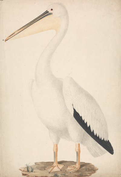 Pelecanus onocrotalus (suuri valkoinen pelikaani) tekijältä James Bruce
