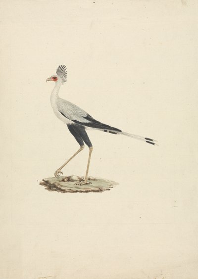 Sagittarius serpentarius (sihteerilintu) tekijältä James Bruce