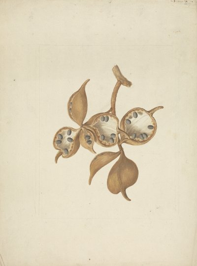 Sterculia africana (Lour.) Fiori: valmis piirros varresta ja siemenpaloista, joissakin avoimissa siemenissä tekijältä James Bruce
