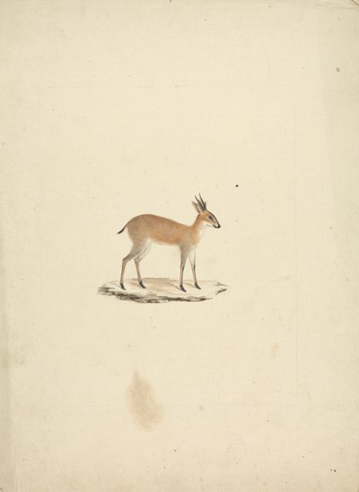 Tuntematon madogua (Dik-dik) tekijältä James Bruce