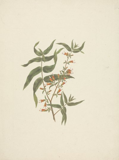 Woodfordia uniflora (A. Rich.) Koehne: valmis piirros kukkivasta versosta tekijältä James Bruce