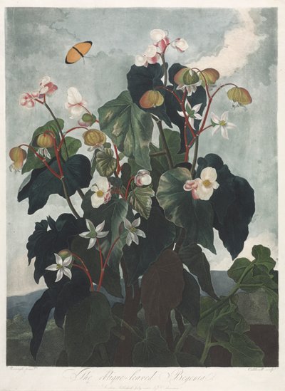 Floran temppeli eli luonnonpuutarha: Obique-lehtinen begonia tekijältä James Caldwall