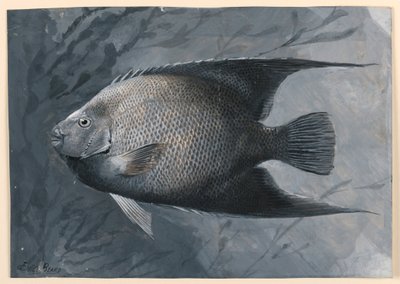 Enkeli Kala tekijältä James Carter Beard
