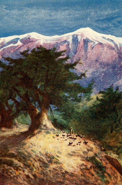 Cedars of Libanon - Matt. xii. 33, c1924. Tekijät: James Clark, Henry A Harper. tekijältä James Clark and Henry A Harper