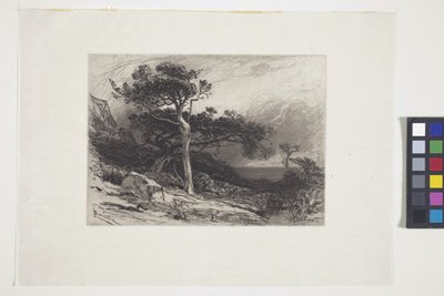 Old Cedars, Coast Of Maine (muste, kynä, lyijykynä) tekijältä James David Smillie
