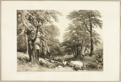 Pyökkipuut Arundale Parkissa, puistosta ja metsästä tekijältä James Duffield Harding