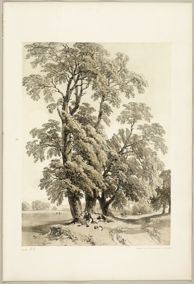 Elm, puistosta ja metsästä tekijältä James Duffield Harding