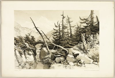 Lehtikuusi, puistosta ja metsästä tekijältä James Duffield Harding