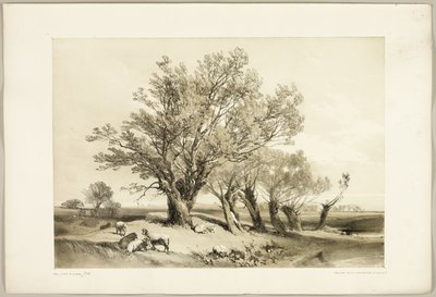 Pollard Willow, elokuvasta The Park and the Forest tekijältä James Duffield Harding