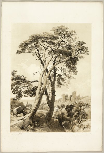Scotch Fir, puistosta ja metsästä tekijältä James Duffield Harding