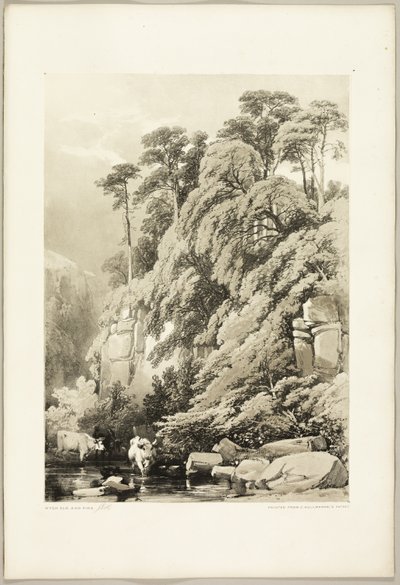 Wych Elm and Firs, puistosta ja metsästä tekijältä James Duffield Harding