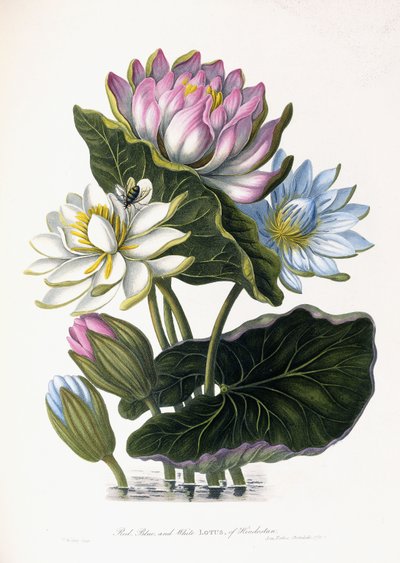 Punainen, sininen ja valkoinen lootus, Hindostan, 1781 tekijältä James Forbes