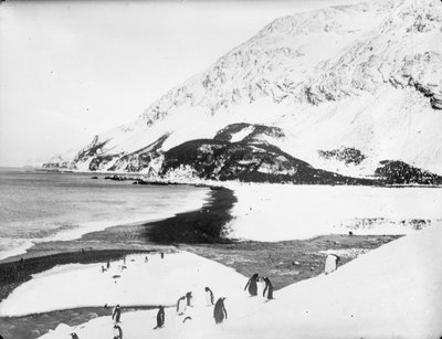 Näkymä rannalla pingviinien kanssa etualalla, Etelä -Georgia tekijältä James Francis Hurley
