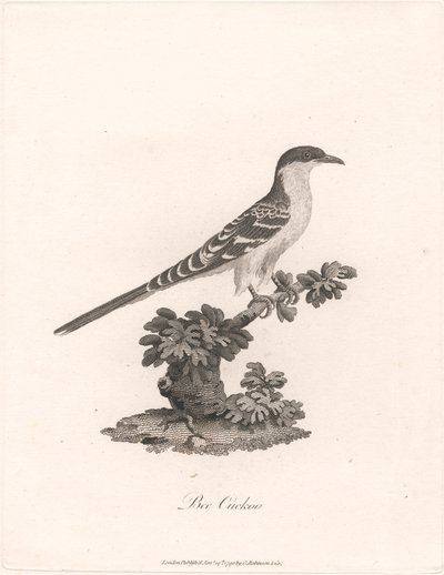 Mehiläiskäki tekijältä James Heath
