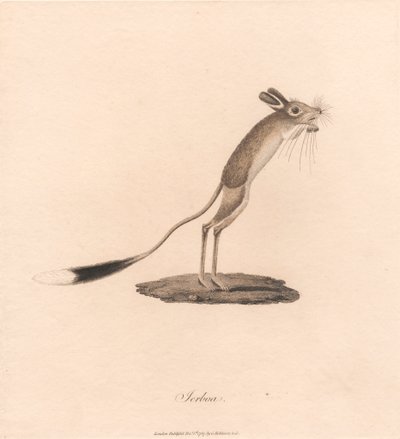 Jerboa tekijältä James Heath
