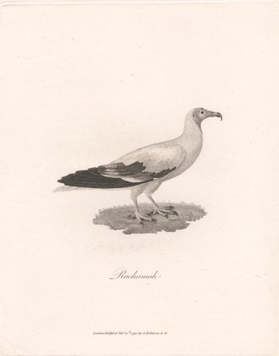 Rachamah tekijältä James Heath