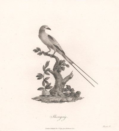 Sheregrig tekijältä James Heath