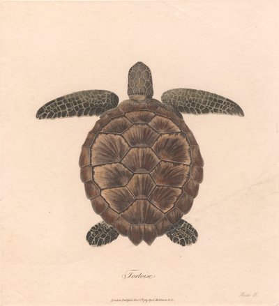 Kilpikonna tekijältä James Heath
