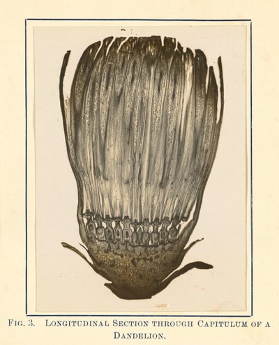 [Näkymä voikukkakasvista - pitkittäisleikkaus] tekijältä James Hornell