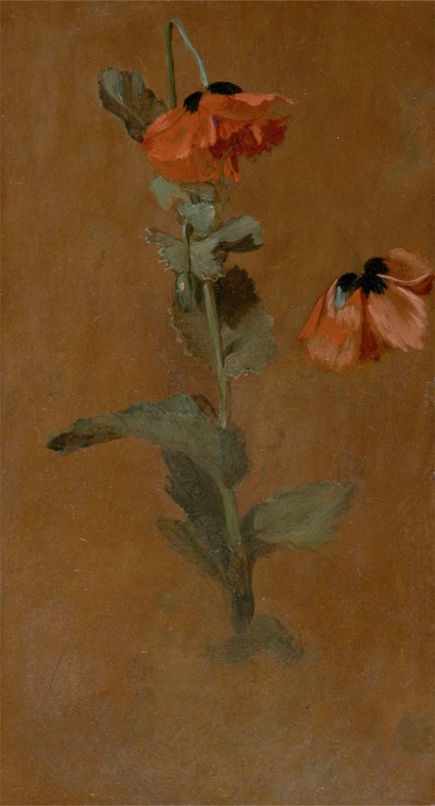 Study of Poppies, 1832 (öljy ja lyijykynä aluksella) (jälkikonservointi) tekijältä James Inskipp