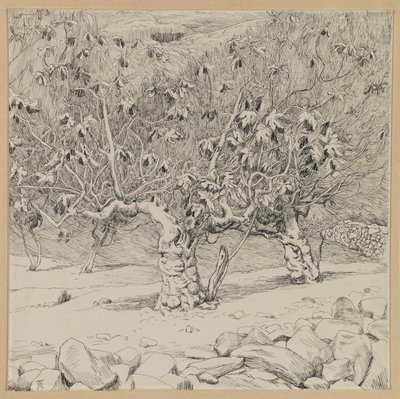 Viikunapuu, Hinnomin laakso, kuva Herramme Jeesuksen Kristuksen elämästä (muste paperille) tekijältä James Jacques Joseph Tissot