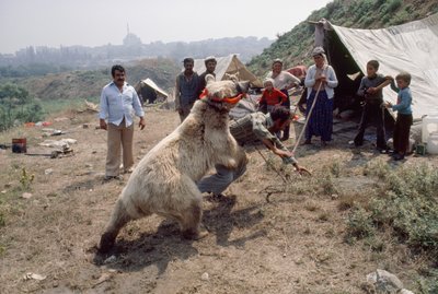 Mustalaiskarhun esitys harjoittelee karnevaalia varten romanien kanssa. Lähellä Istanbulia, Turkki. tekijältä James L Stanfield