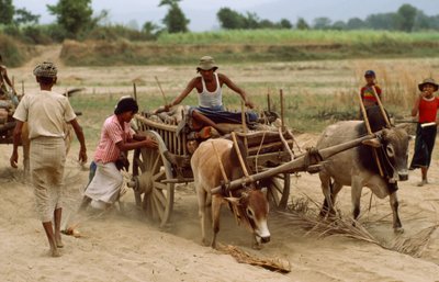 Häränkärryt juuttuvat huonolla tiellä raskaaseen pölyyn. Sebinin kylä, Burma. tekijältä James L Stanfield