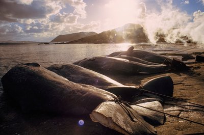 Teurastettuja valaita on rannalla metsästyksen jälkeen. FRENCHMAN BAY LÄHELLÄ ALBANYA, LÄNSI... tekijältä James L Stanfield