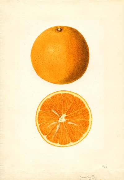 Boone Early Appelsiinit (Citrus sinensis) (vesiväri) tekijältä James Marion Shull