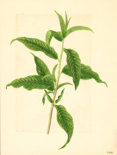 Elberta Persikkapuun ( Prunus persica: Elberta) vihreiden lehtien oksa (akvarelli) tekijältä James Marion Shull
