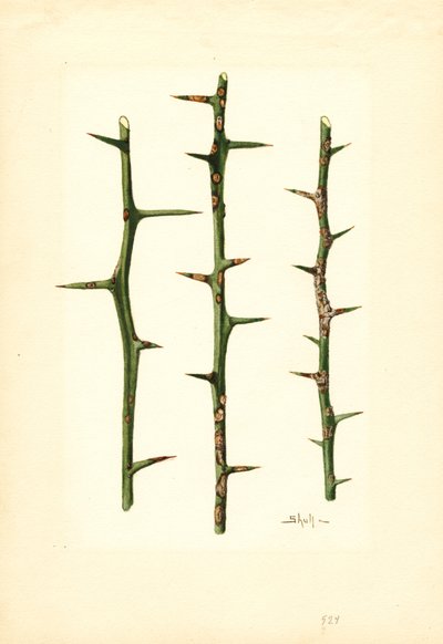 Citrus Canker on Orange kasvin varsi (Poncirus trifoliata) (vesiväri) tekijältä James Marion Shull