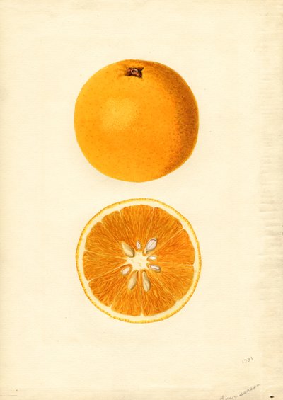 Homosassa-appelsiinit ( Citrus sinensis) (akvarelli) tekijältä James Marion Shull