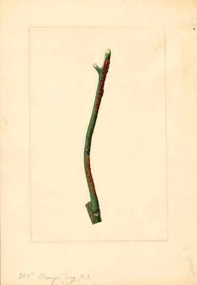 Appelsiinipuun oksa (Citrus sinensis: Valencia) (akvarelli) tekijältä James Marion Shull