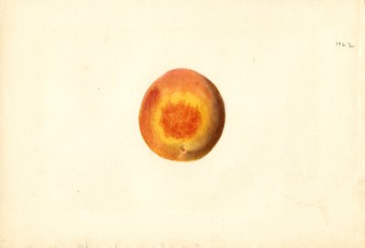 Persikka ( Prunus persica: Elberta) (akvarelli) tekijältä James Marion Shull
