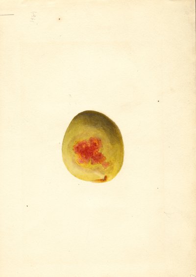 Persikka ( Prunus persica: Elberta) (akvarelli) tekijältä James Marion Shull