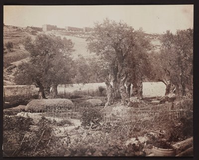 Getsemane [Jerusalem. Getsemanen puutarha] tekijältä James Robertson