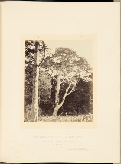 Vanha Cluster Pine Belvideressä tekijältä James Sinclair, 14th Earl of Caithness