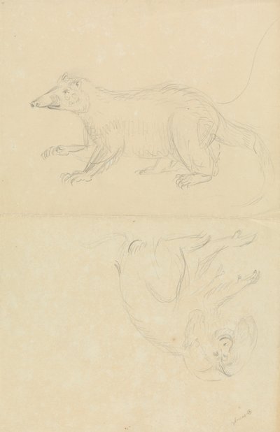 Nisäkäs (coatimundi?) ja kädellinen (Marmoset?). AN Coatimundi ja leijonapäinen marmosetti tekijältä James Sowerby
