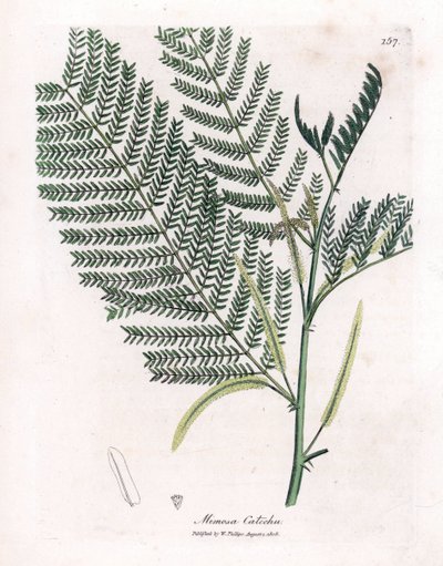Akaasia cachou tai cachoutier - Catechu, Acacia catechu. Käsinvärinen kuparikaiverrus James Sowerbyn kasvitieteellisestä kuvituksesta William Woodvillesta ja Sir William Jackson Hookerin "" Medical Botany" -teoksesta, John Bohn, Lontoo tekijältä James Sowerby