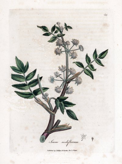Ache false vesikrassi - Hiipivä vesipalsternakka, Sium nodiflorum. Käsinvärinen kuparilevykaiverrus James Sowerbyn kasvitieteellisestä kuvituksesta William Woodvillesta ja Sir William Jackson Hookerin "" Medical Botany" -teoksesta, John Bohn, Lontoo tekijältä James Sowerby