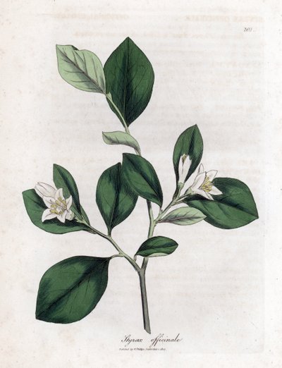 Aliboufier - Storax, Styrax officinalis. Käsinvärinen kuparilevykaiverrus James Sowerbyn kasvitieteellisestä kuvituksesta William Woodvillesta ja Sir William Jackson Hookerin "" Medical Botany" -teoksesta, John Bohn, Lontoo tekijältä James Sowerby