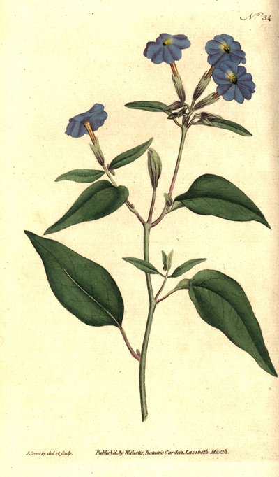 Amerikkalainen browallie - Jamaikan unohtumaton, ametistikukka tai pensasvioletti, Browallia americana (Tall browallia, Browallia elata). James Sowerbyn käsinvärinen kuparikaiverrus ja kasvitieteellinen kuvitus William Curtisin The Botanical Magazinesta, tekijältä James Sowerby